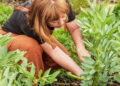 Vallis Farm launches a summer programme of nature and gardening workshops