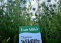 Frome Wild Bunch Column: Wildlife garden