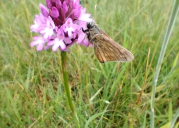 Frome Wild Bunch Column: Summer time!