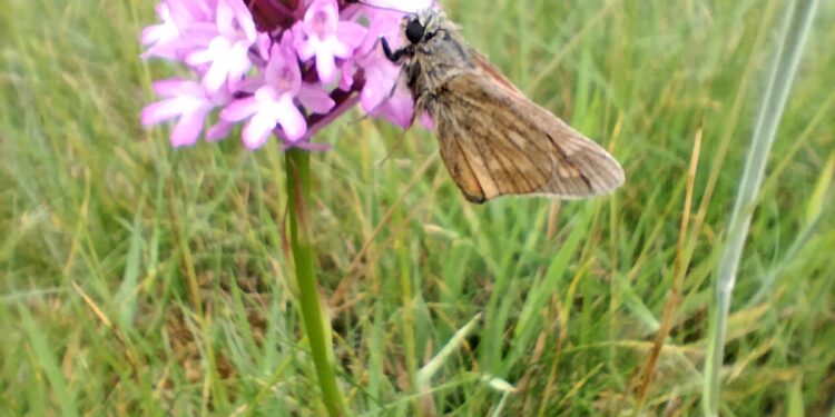 Frome Wild Bunch Column: Summer time!