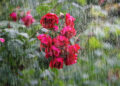 Frome Wild Bunch Column – The rain returns